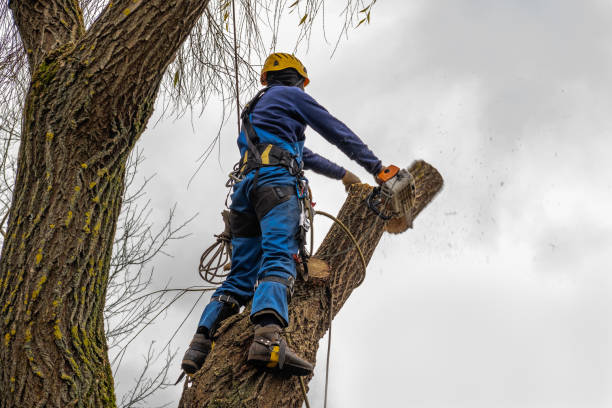 Best Hazardous Tree Removal  in New Albany, OH