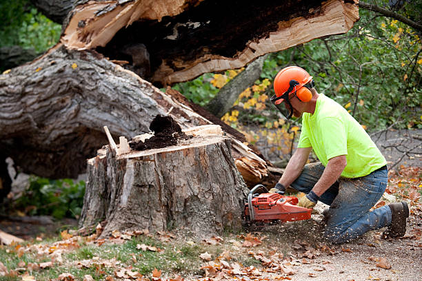 Best Tree Cabling and Bracing  in New Albany, OH