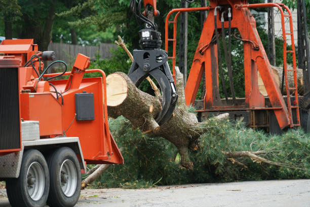 Why Choose Our Tree Removal Services in New Albany, OH?