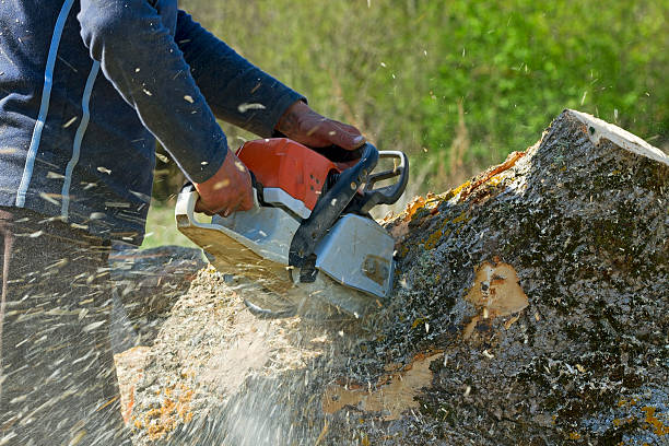 Professional  Tree Services in New Albany, OH