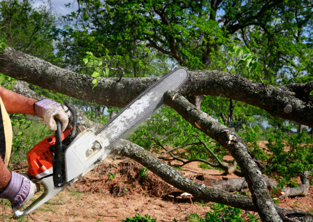 Best Commercial Tree Services  in New Albany, OH